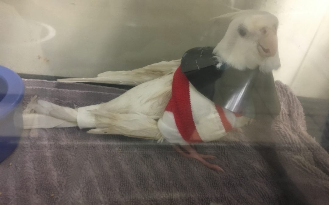 The Incredible Story of Snow the Cockatiel