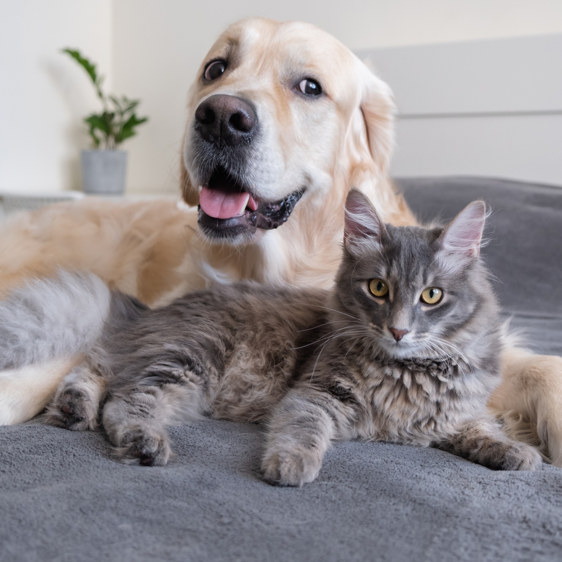 A cat and a dog lie together on the bed